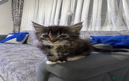 Maine Coon cats for sale: Gorgeous main coon kitten for sale  - Advert 1