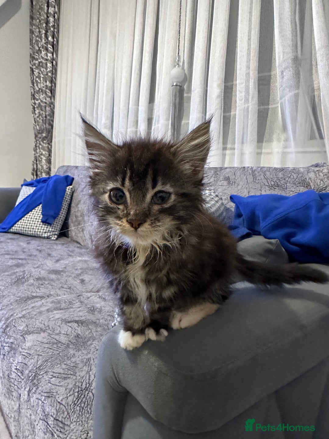 Maine Coon cats for sale: Gorgeous main coon kitten for sale  - Advert 1