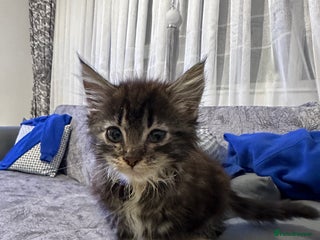 Maine Coon cats Gorgeous main coon kitten for sale - Advert 7