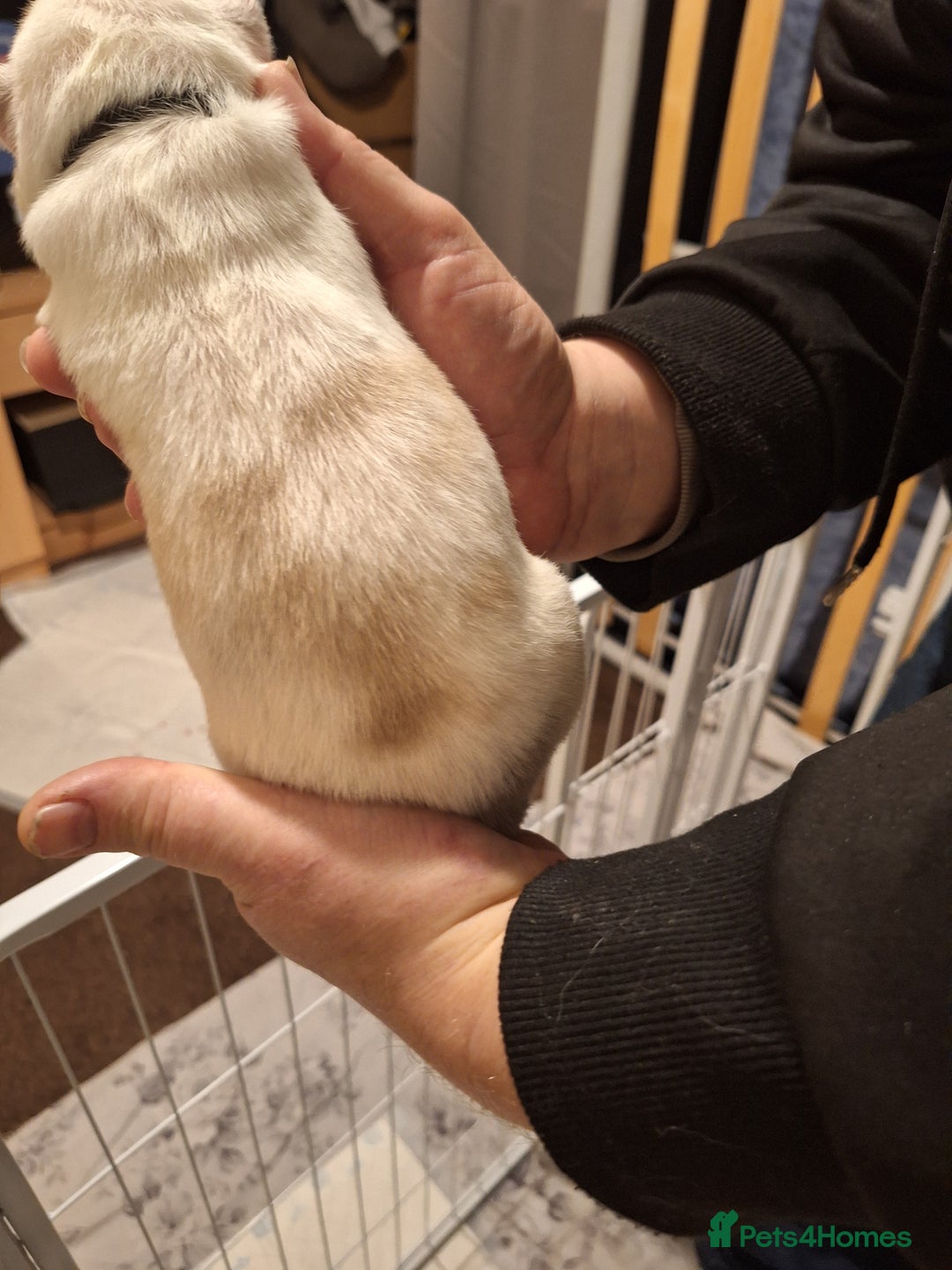 Siberian Husky dogs for sale: 7 SIBERIAN HUSKYS, 4 BOYS, 3 GIRLS - Advert 17