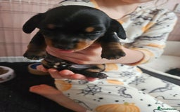 Miniature Dachshund dogs for sale: Beautiful daushounds puppys - Advert 7