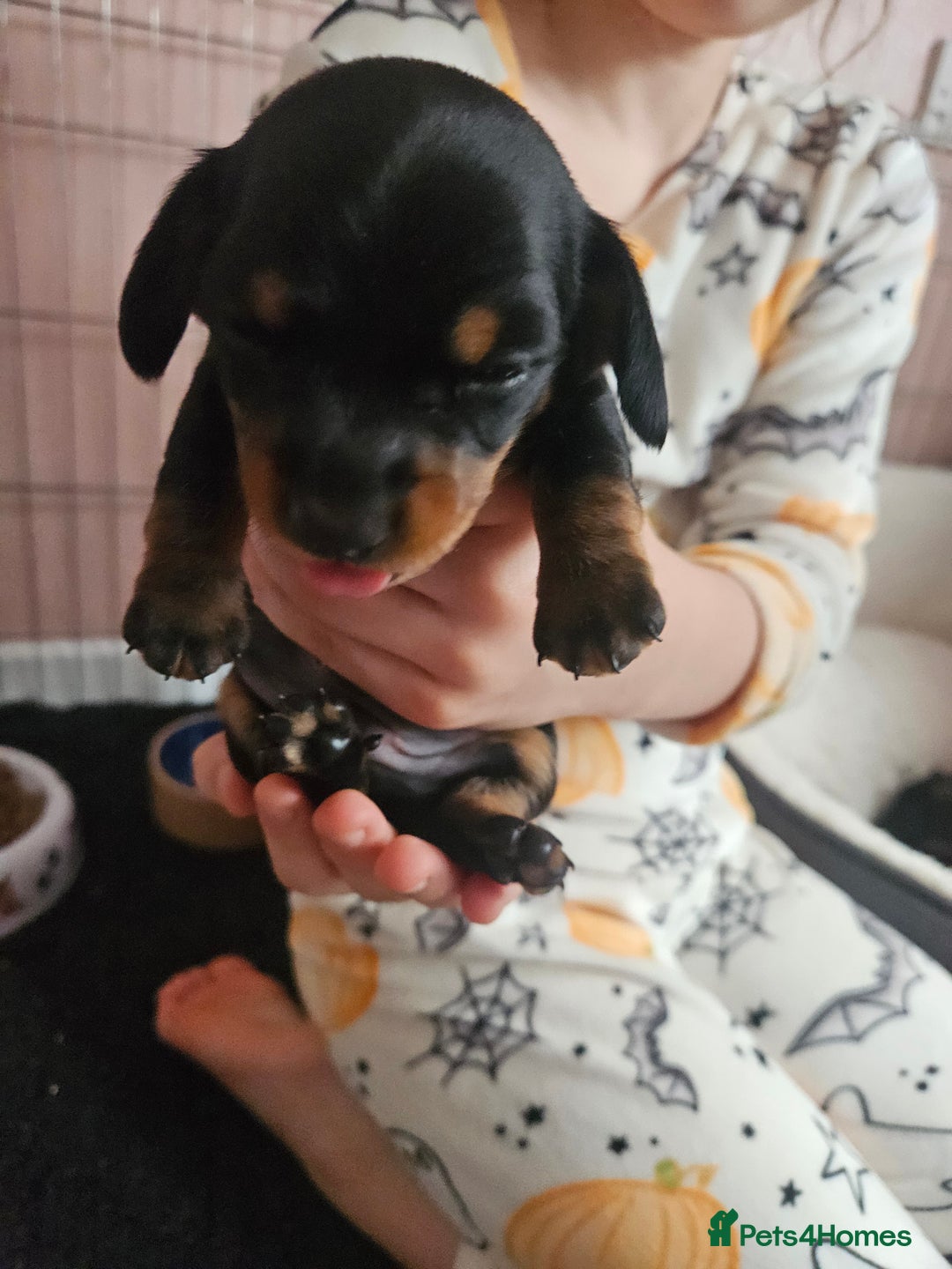 Miniature Dachshund dogs for sale: Beautiful daushounds puppys - Advert 7
