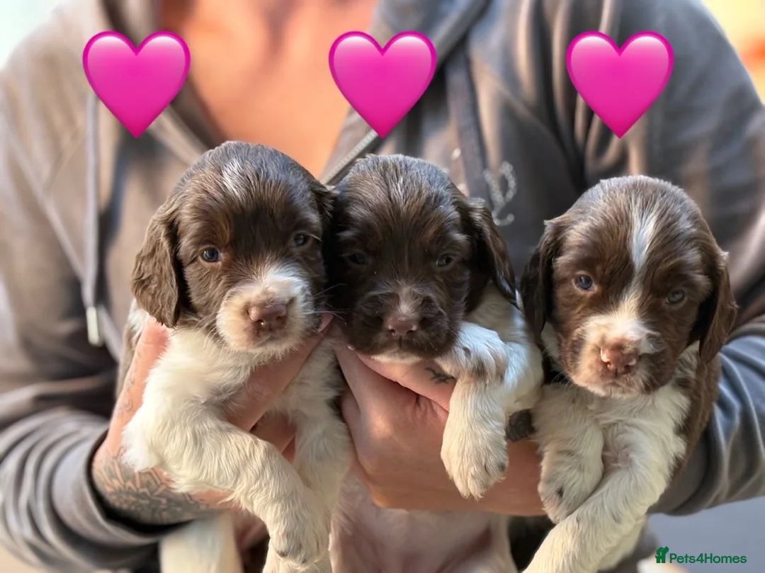 English Springer Spaniel dogs for sale: Traditional English Springer Spaniel Puppies - Advert 2
