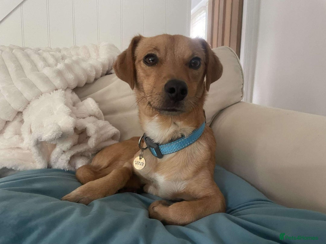 Mixed Breed dogs for adoption: Jeffrey Still smiling.Still waiting for his people - Advert 12