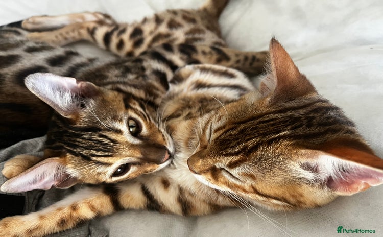 Bengal cats - Advert 9