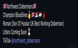 Dobermann dogs for stud: HUSKAR Bloodline Doberman Stud 🩸 - Image 1