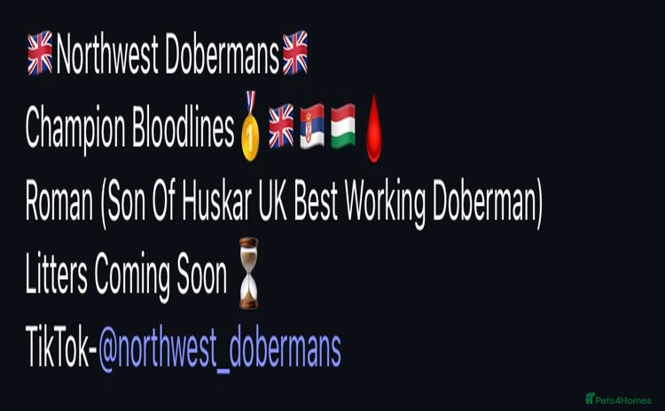 Dobermann dogs - Advert 1