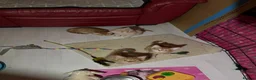 Mixed Breed cats for sale: 3 Gorgeous Ginger Kittens with 4 weeks insurance - Advert 6