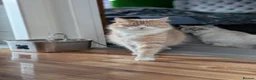 Mixed Breed cats for sale: 3 colour kittens - Advert 1