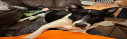 Border Collie dogs for adoption: Merlin - Adopt a Collie in Cheddar - Advert 1