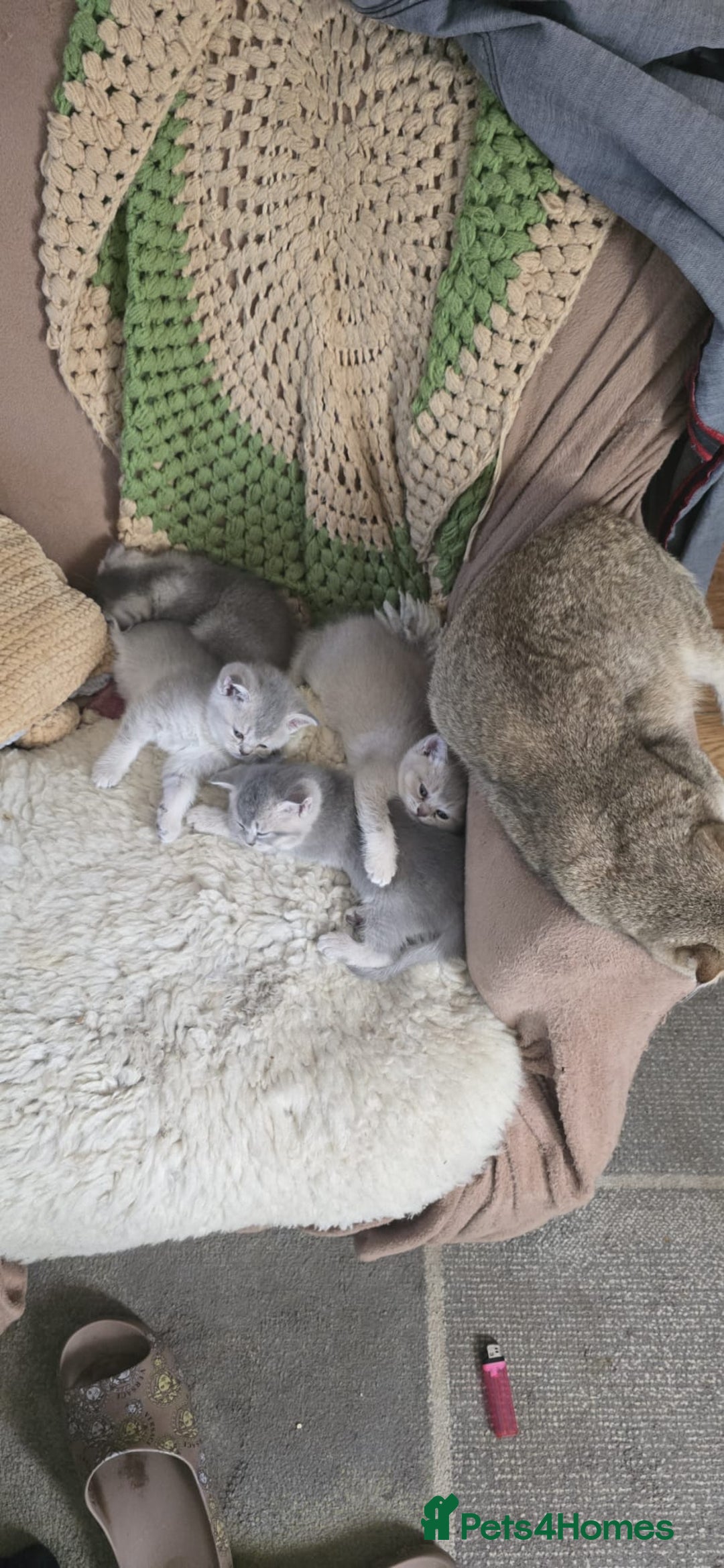 Scottish Fold cats for sale: Ready to leave cute kittens  - Image 11