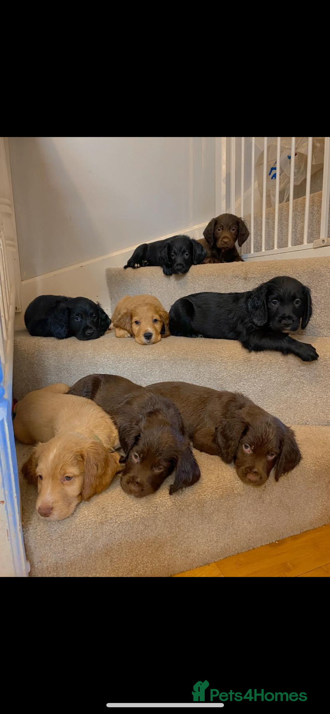 Cocker Spaniel dogs for stud: Fully KC Registered Black Cocker Spaniel for stud  in Tiverton - Advert 4