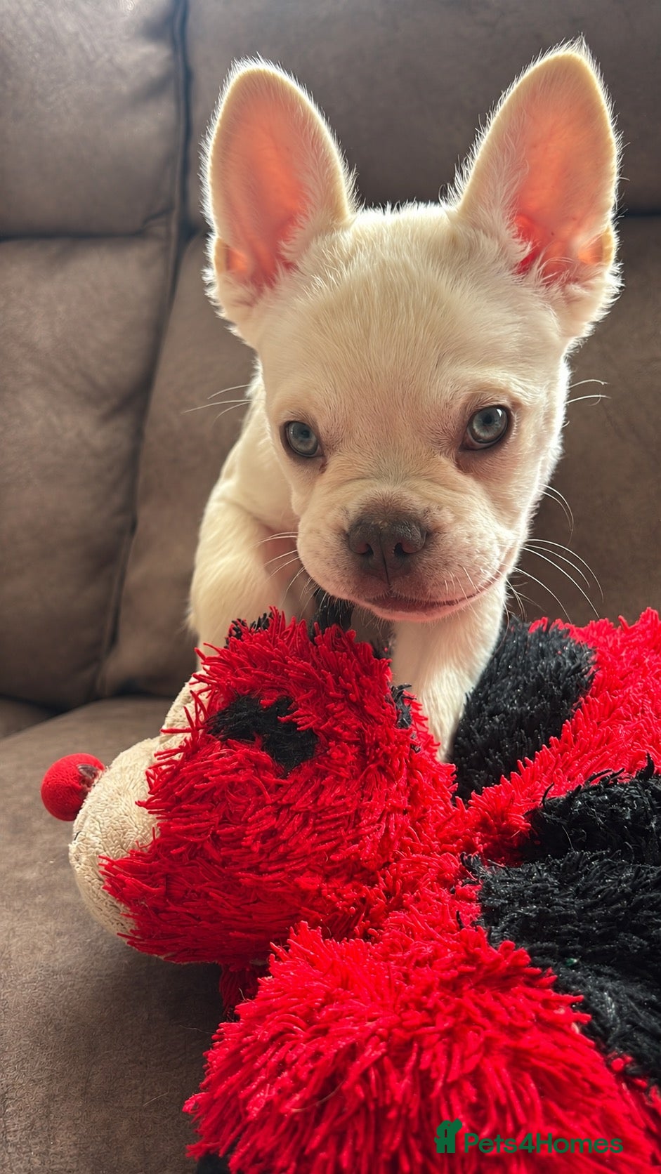 French Bulldog dogs PET HOME PRICES! 13 weeks old KC Reg Frenchie Pups - Advert 11