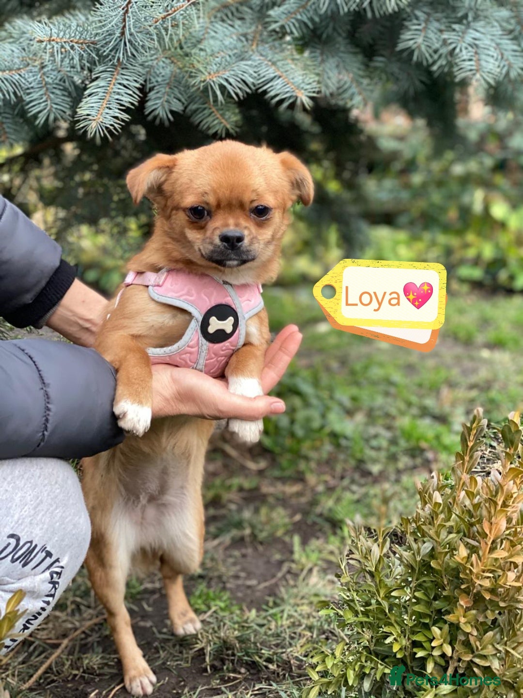 Mixed Breed dogs 💖🐶 LOYA 🐶💖 - Advert 8