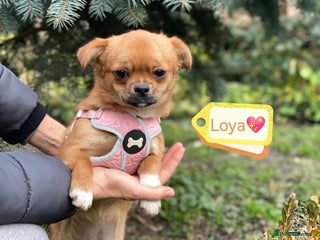 Mixed Breed dogs 💖🐶 LOYA 🐶💖 - Advert 1
