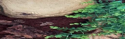 Toad reptiles for sale: 2 Baby Cane Toads - Advert 4
