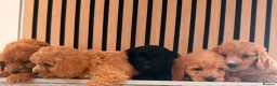 Cockapoo dogs for sale: Adorable puppies - Advert 3