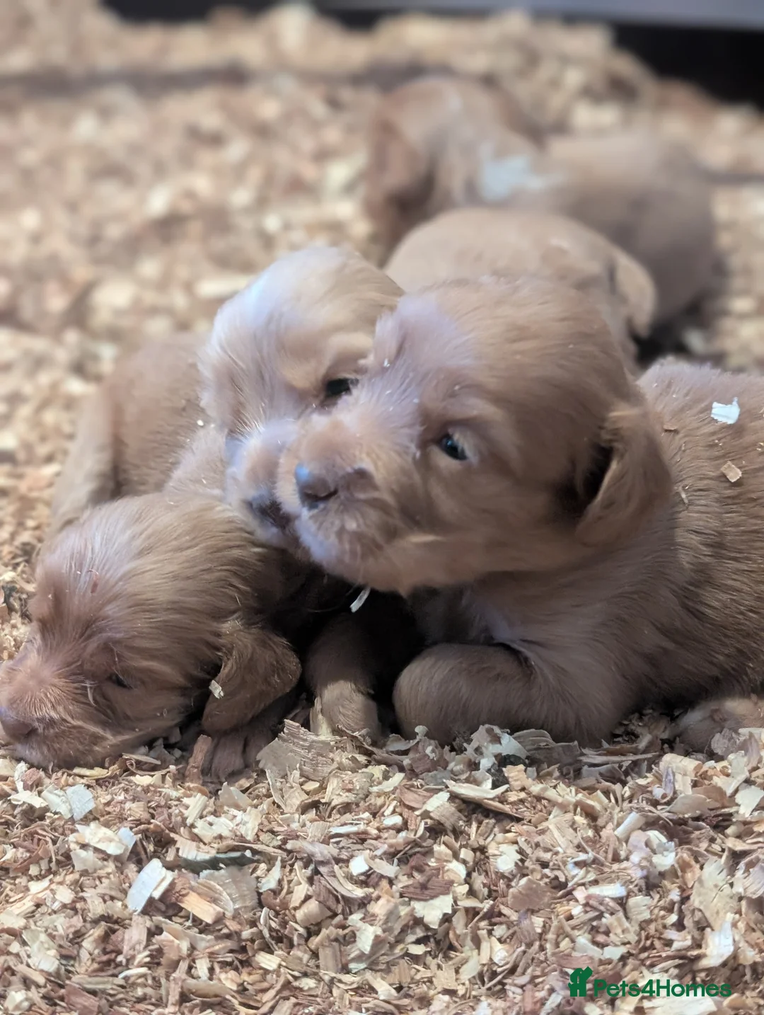 Cocker Spaniel dogs for sale: Pups from Health Tested Champion Trialling lines. - Advert 24