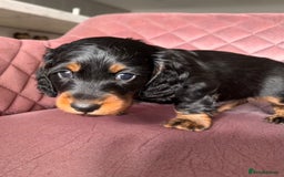 Miniature Dachshund dogs for sale: Beautiful litter of long haired mini dachshunds  - Image 16