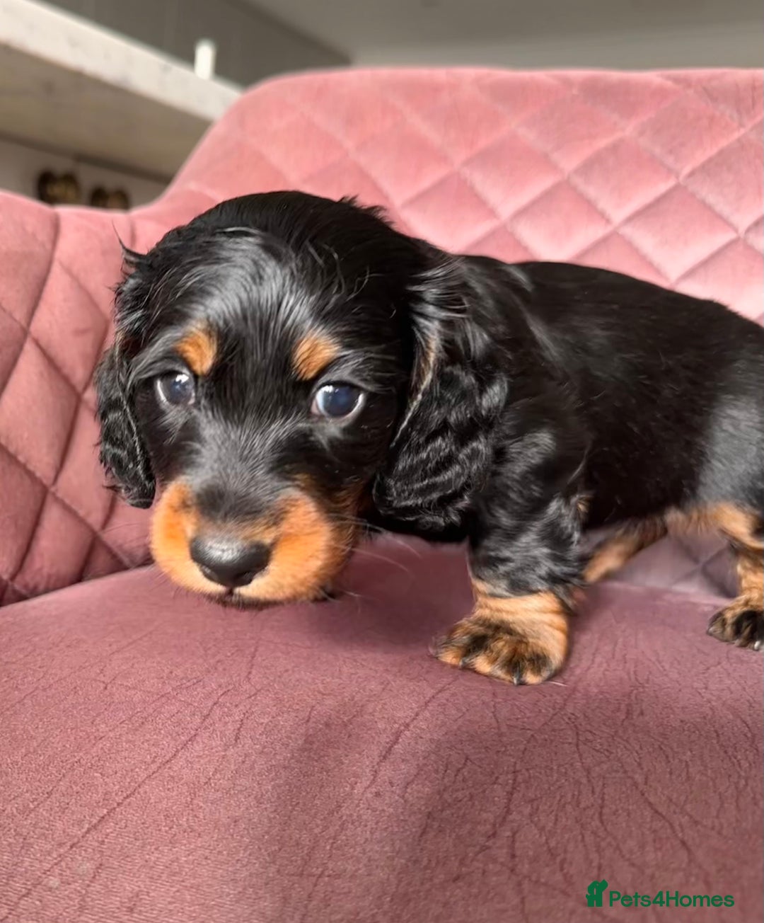 Miniature Dachshund dogs for sale: Beautiful litter of long haired mini dachshunds  - Image 16