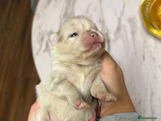 Pomeranian dogs Small & Fluffy Pomeranian Puppies Ready to Reserve - Advert 6