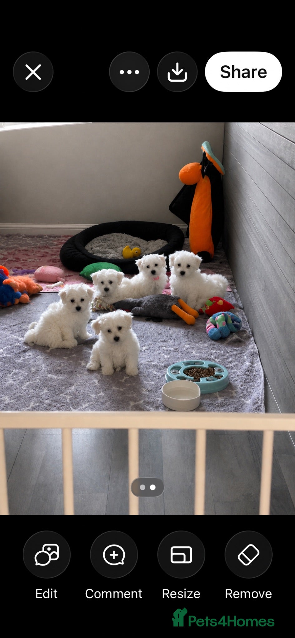 Mixed Breed dogs 🧸Coton de tular x Maltese girls ready to leave  - Advert 1