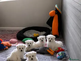 Mixed Breed dogs 🧸Coton de tular x Maltese girls ready to leave - Advert 1