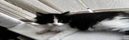 Maine Coon cats for sale: Maine Coon Cross Kittens in Bourne - Advert 9