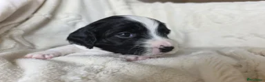 Mixed Breed Puppy 6
