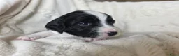Mixed Breed dogs for sale: Bordoodle X Springer Spaniel puppies  - Advert 3