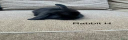 Mini Lop rabbits for sale: Gorgeous mini lop  bunnies  - Advert 9