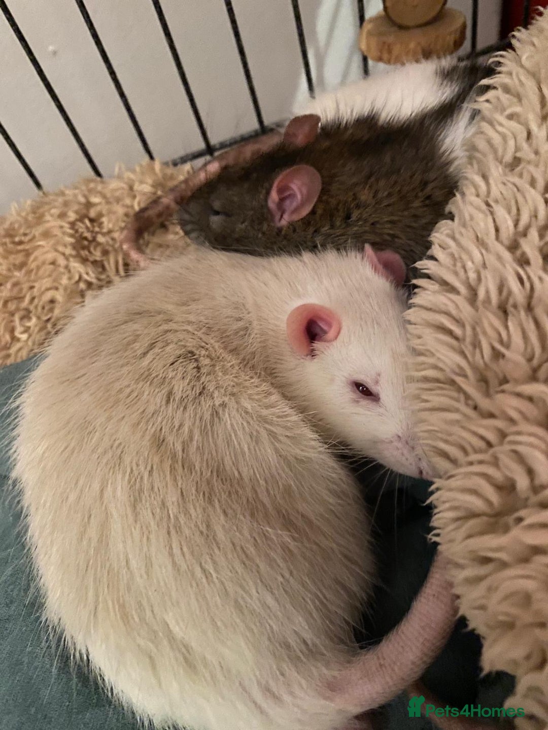 Rat rodents for sale: Rats in need of a new home - Advert 2