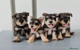 Miniature Schnauzer dogs for sale: Purebred Miniature Schnauzer Puppies - Image 7