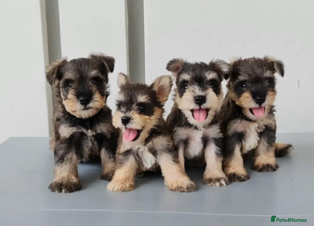 Miniature Schnauzer dogs for sale: Purebred Miniature Schnauzer Puppies - Image 7