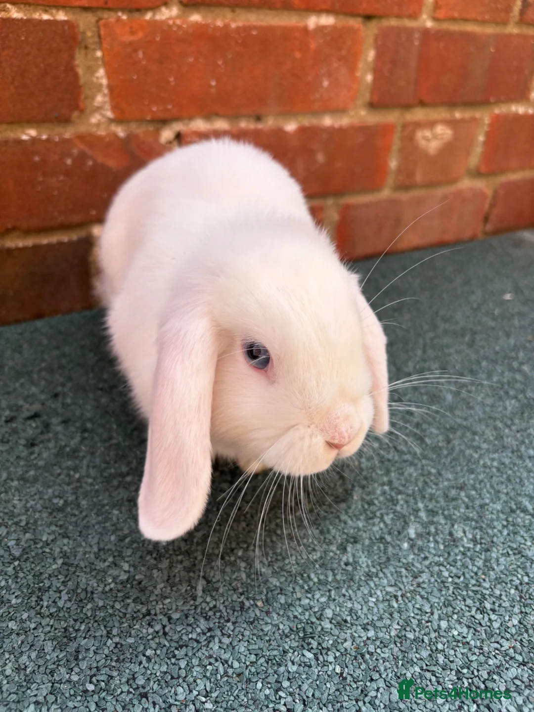 Mini Lop rabbits for sale: 2 bonded does - Advert 1