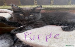 Maine Coon cats for sale: Maine Coon Kittens **READY TO LEAVE** - Image 3