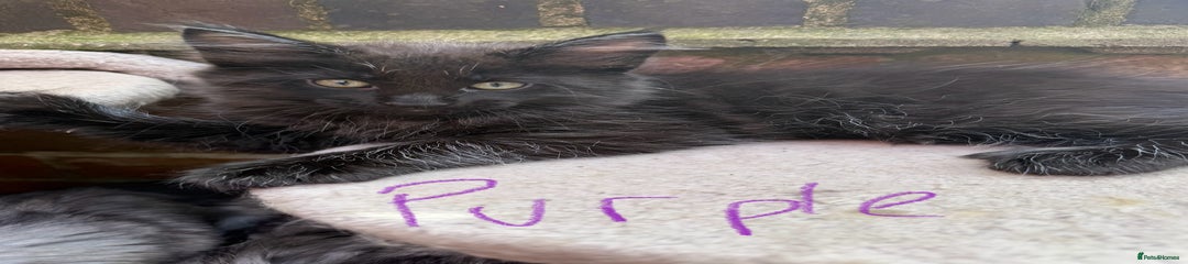 Bournville/purple