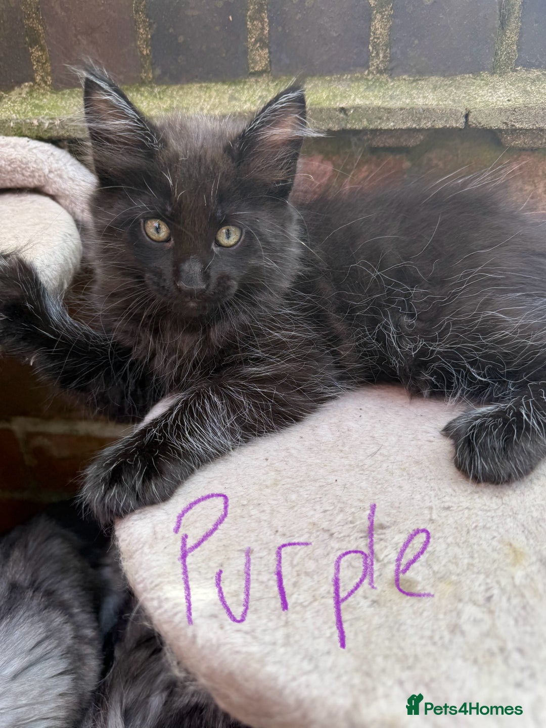 Maine Coon cats for sale: Maine Coon Kittens **READY TO LEAVE** - Image 3
