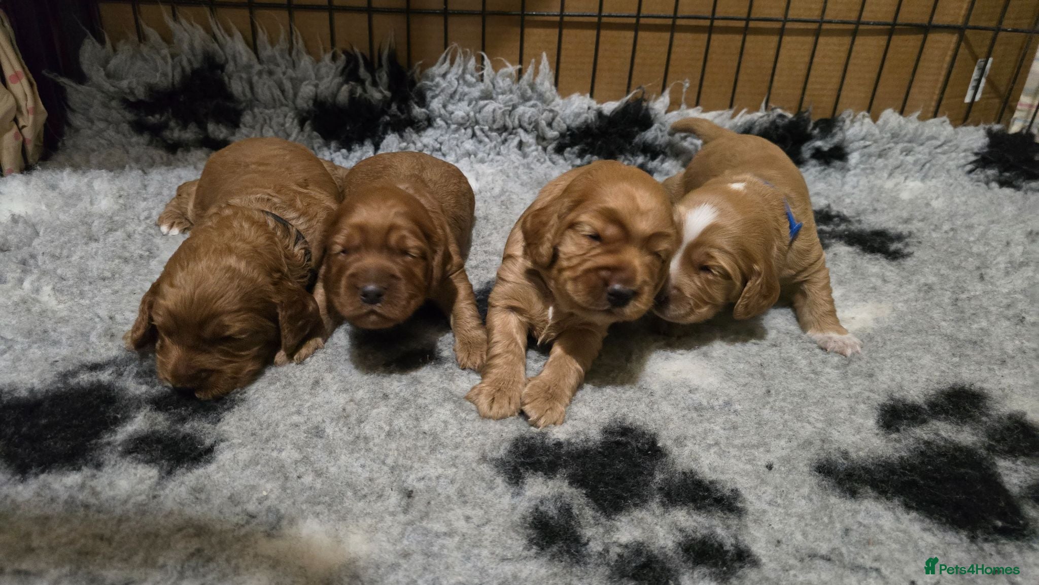 Cockapoo dogs Cockapoo Puppies Extensive Health Tested ❤️  - Advert 2