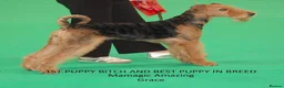 Airedale Terrier dogs for sale: ⭐️Waiting List Open⭐️ - Advert 7