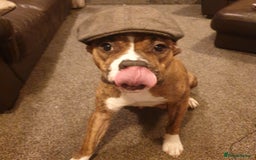 Mixed Breed dogs for sale: Boxer/Staff/Cane Corso Puppies for Sale - Advert 3