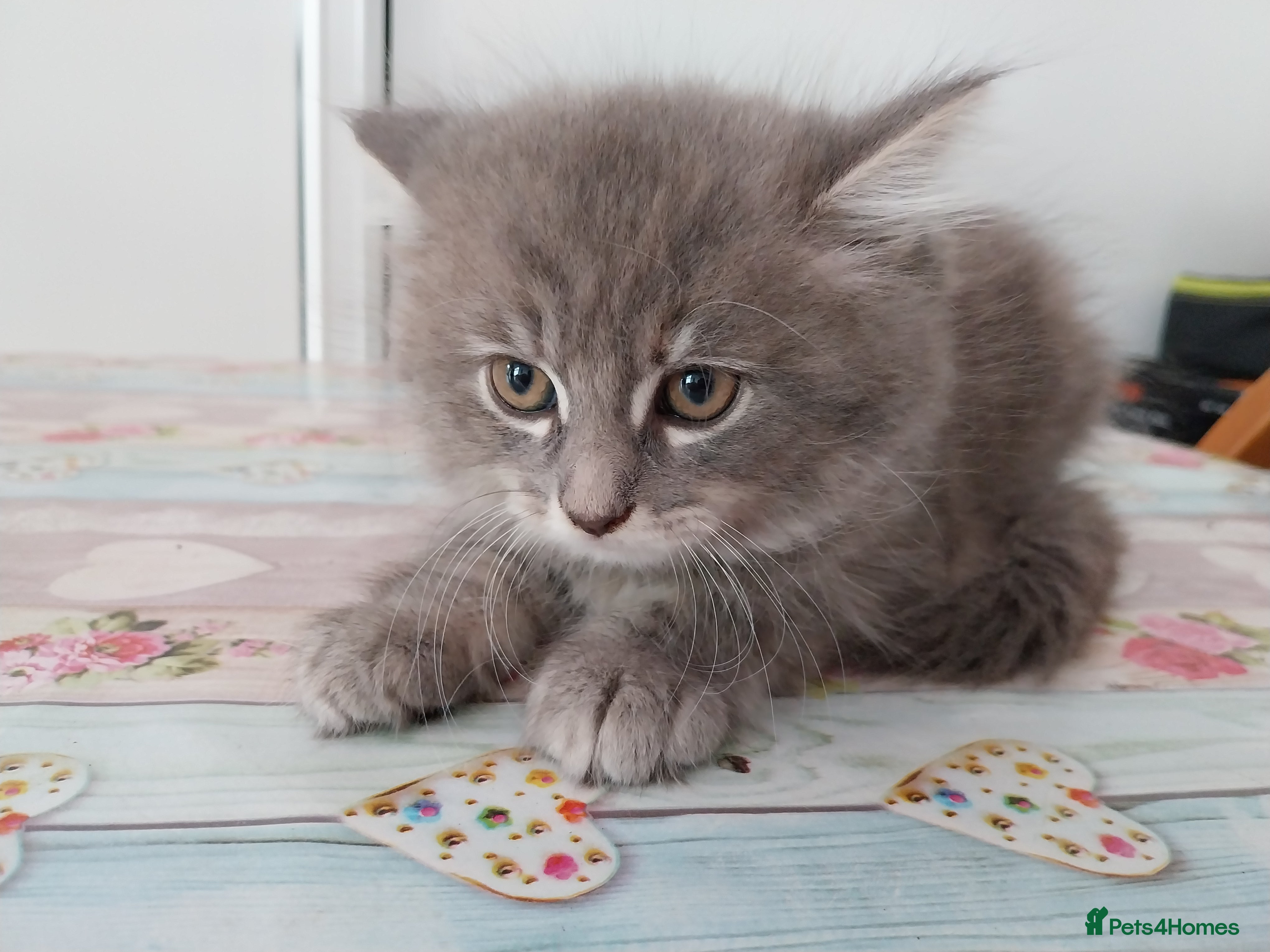 Mixed Breed cats for sale: Beautiful kittens looking for home  in Derby - Advert 4