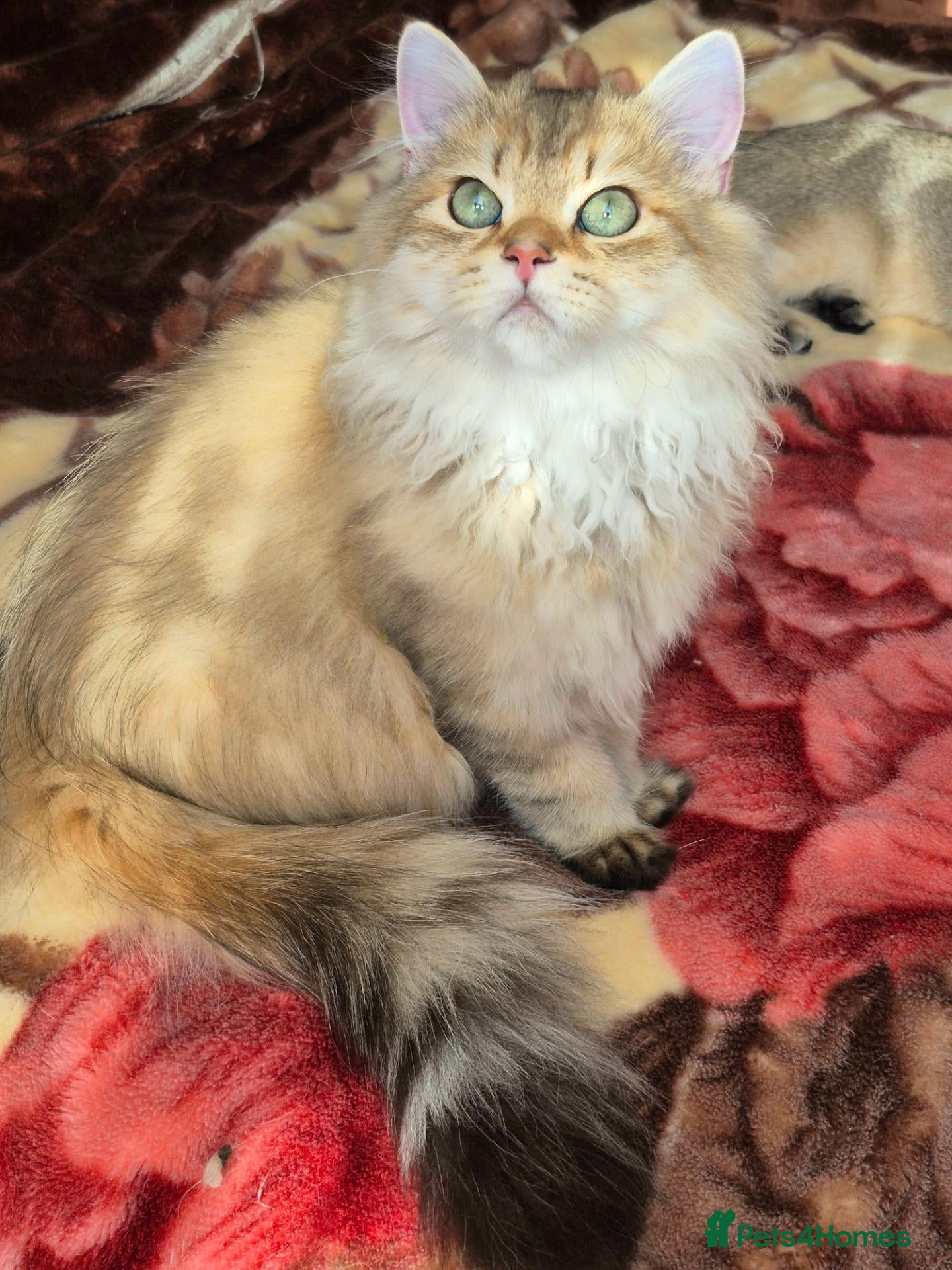 British Longhair cats for sale:  Tica registered BLH/BSH golden shaded  kittens  - Advert 1