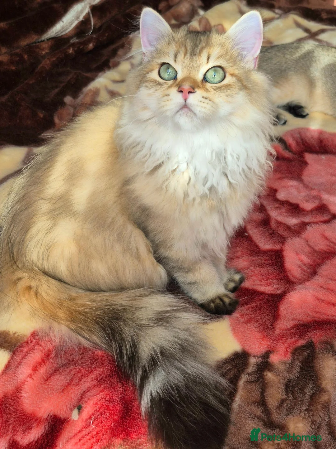 British Longhair cats for sale:  Tica registered BLH/BSH golden shaded  kittens  - Advert 1
