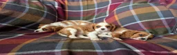 Cavalier King Charles Spaniel dogs for sale: Gorgeous Cavalier King Charles Spaniel Puppies - Advert 4