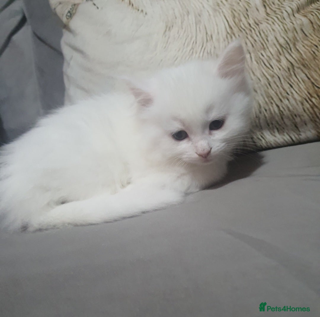 Turkish Angora cats for sale: Stunning Angoradoll kittens  - Advert 2
