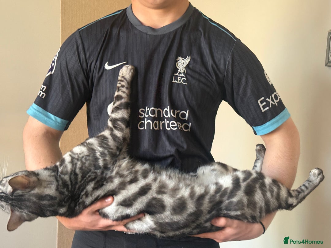 Bengal cats for sale: 💙Stunning Silver Charcoal black spotted tabby  - Advert 8