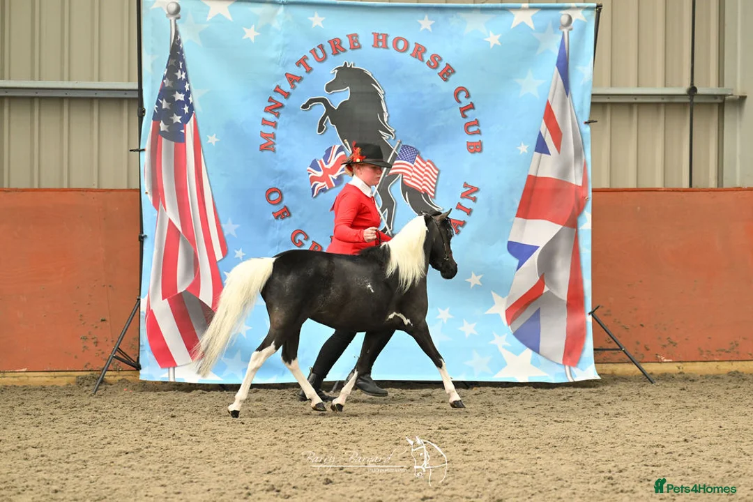 Miniature horses for sale: Kingswood After Dark Lady Marmalade - Advert 2