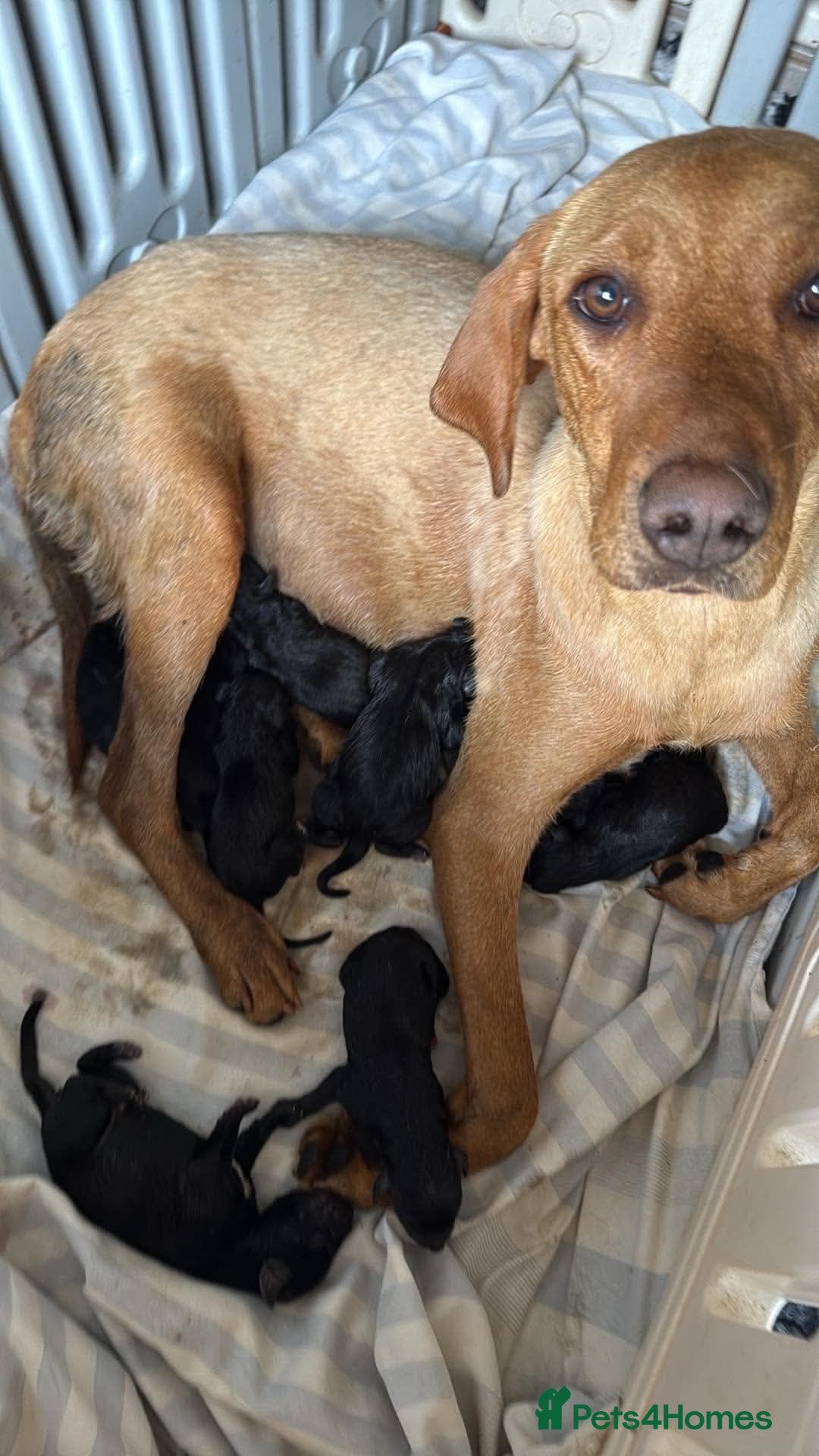 Mixed Breed dogs Adorable Labrador xxx puppies  - Advert 1