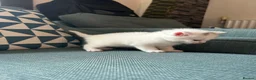 British Shorthair cats for sale: 4 adorable kittens remaining ready for a new home - Advert 6